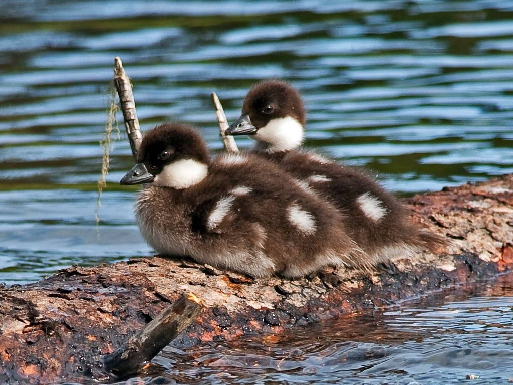 DSC_5494 by mnlamberson is licensed under CC BY-NC 2.0